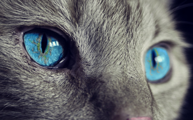 Gray cat blue eyes black free wallpaper for desktop - medium preview image