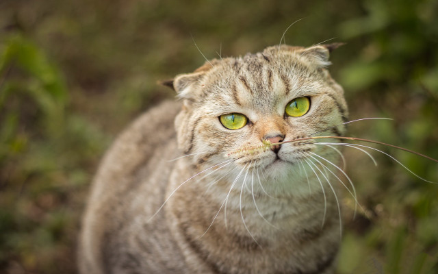 Cat green eyes outdoors bokeh free wallpaper for desktop - medium preview image