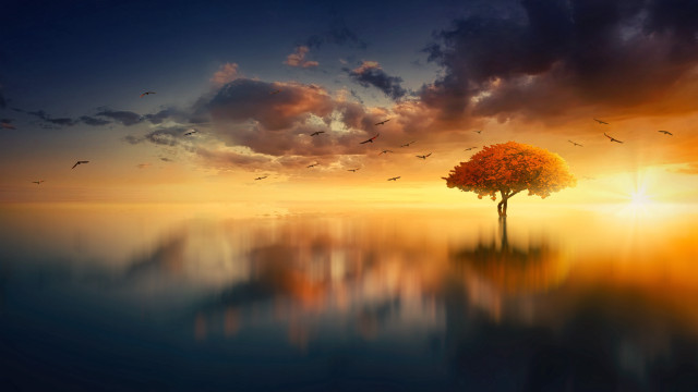 Tree lake birds sunset dreamlike free wallpaper for desktop - medium preview image