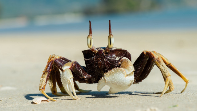 Crab beach ocean sand blurry free wallpaper for desktop - medium preview image