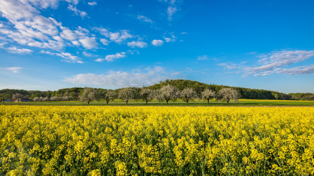 Yellow flower field blue sky #4 free wallpaper for desktop - medium preview image