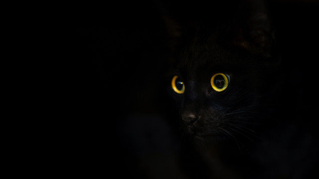 Black cat yellow eyes night free wallpaper for desktop - medium preview image