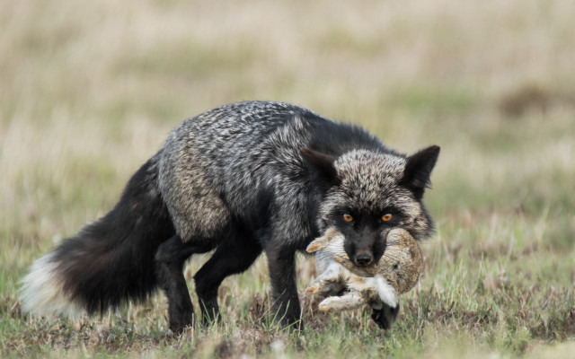 Wolf dead animal field primivitism free wallpaper for desktop - medium preview image