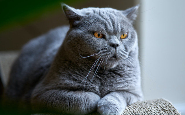 Gray cat couch serious eyes free wallpaper for desktop - medium preview image