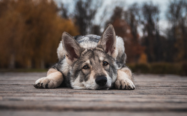 Shiba inu dog wooden floor free wallpaper for desktop - medium preview image