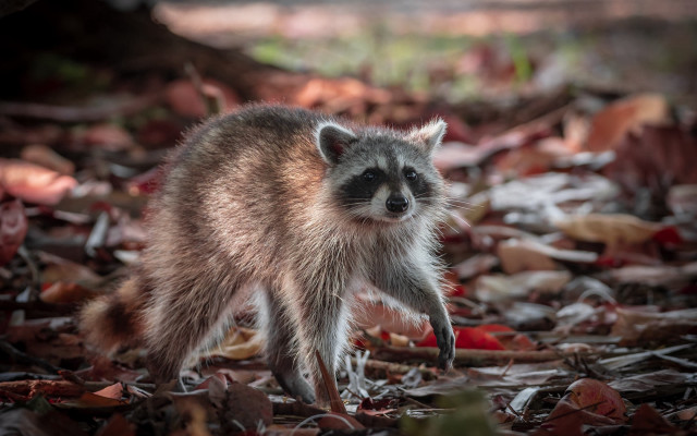Raccoon leaf covered forest blurry free wallpaper for desktop - medium preview image