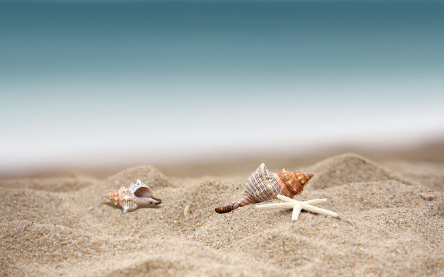 Seashells starfish beach sand tilt free wallpaper for desktop - medium preview image