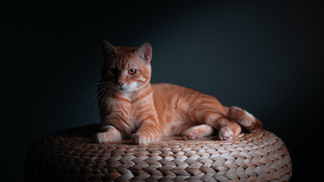 Cat basket table portrait animal free wallpaper for desktop - medium preview image