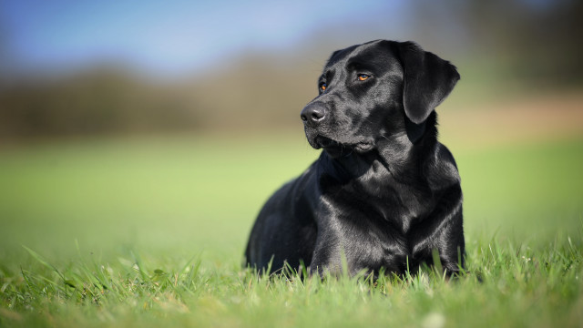 Black dog laying grass looking free wallpaper for desktop - medium preview image