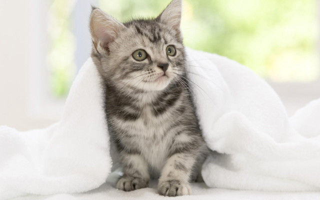 Curious kitten under blanket realistic free wallpaper for desktop - medium preview image