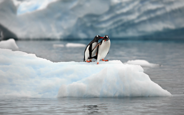 Penguin iceberg glacier ocean sky free wallpaper for desktop - medium preview image