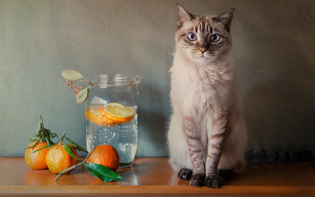 Cat orange water glass stilllife free wallpaper for desktop - medium preview image