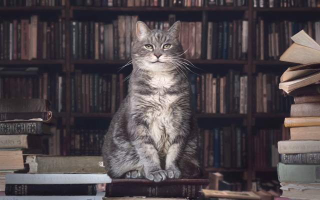 Cat book shelf library globe free wallpaper for desktop - medium preview image