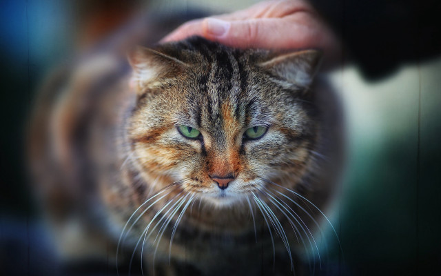 Cat petted green eyes blurry free wallpaper for desktop - medium preview image