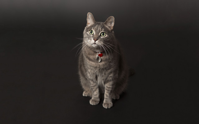 Cat collar greeneyes studio portrait free wallpaper for desktop - medium preview image