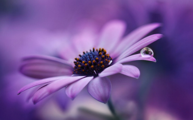 Purple flower ladybug macro blurry free wallpaper for desktop - medium preview image