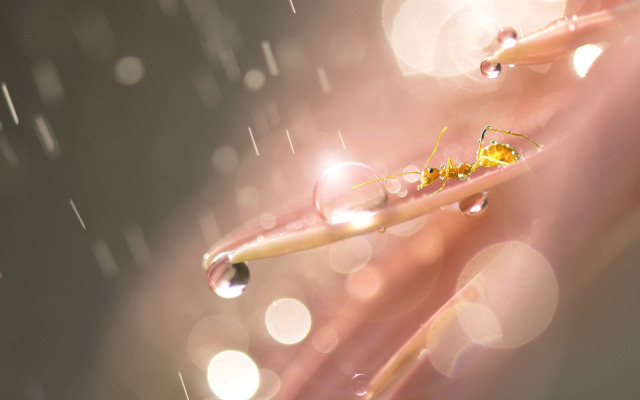 Plant water drops bug macro free wallpaper for desktop - medium preview image