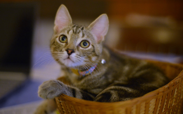 Cat basket smile blue eyes free wallpaper for desktop - medium preview image