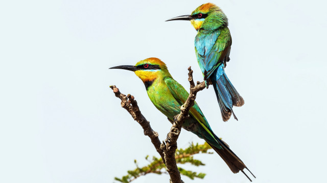 Colorful birds perched branch daylight free wallpaper for desktop - medium preview image