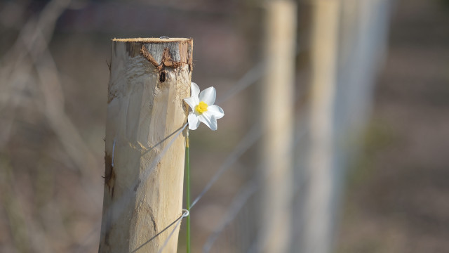 Fencepost flower barbedwire blurry background free wallpaper for desktop - medium preview image
