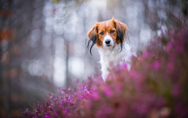 Dog purple flower field woods free wallpaper for desktop - medium preview image
