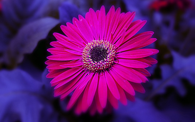 Pink flower purple center bokeh free wallpaper for desktop - medium preview image