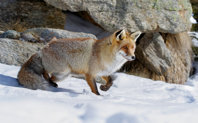 Fox snow rock formation dog free wallpaper for desktop - medium preview image