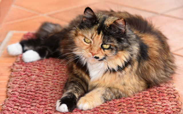 Cat sad yellow eyes rug free wallpaper for desktop - medium preview image