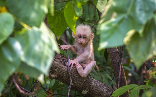 Monkey forest leaves blueeyes bokeh free wallpaper for desktop - medium preview image