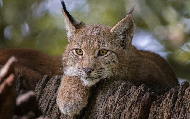 Lynx serious look tree stump free wallpaper for desktop - medium preview image