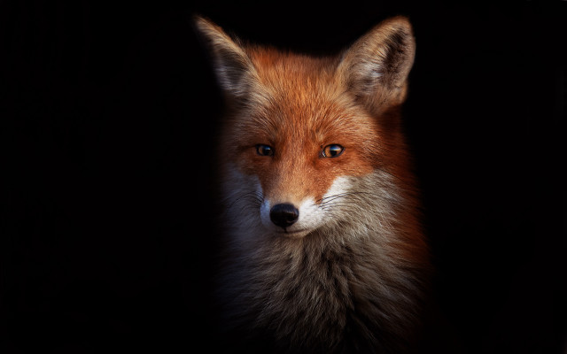 Fox portrait furry art light free wallpaper for desktop - medium preview image