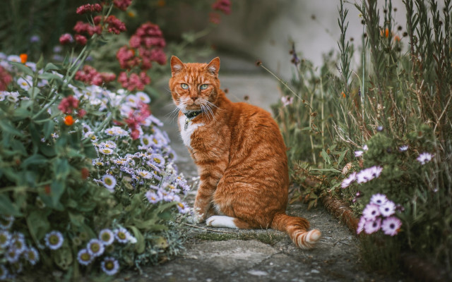 Surprised cat garden flowers bush free wallpaper for desktop - medium preview image