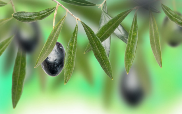 Leaf water drop olive skin free wallpaper for desktop - medium preview image