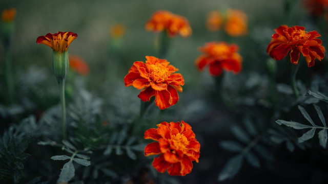 Orange flower blurry background butterfly free wallpaper for desktop - medium preview image