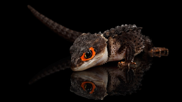 Small lizard orange eyes reflection free wallpaper for desktop - medium preview image