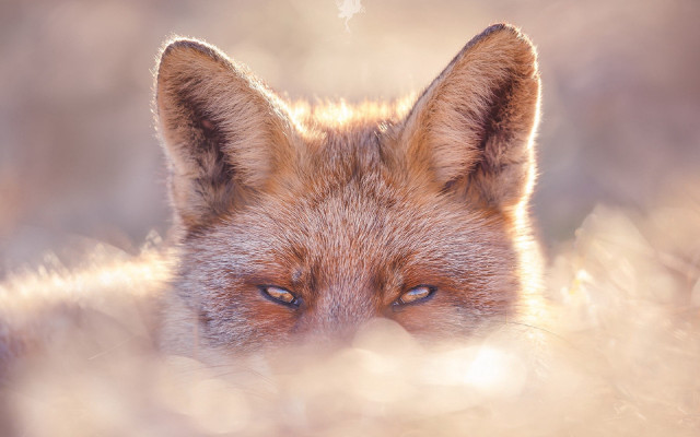 Fox closeup portrait blueeyes old free wallpaper for desktop - medium preview image
