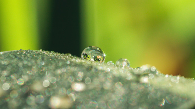 Dew covered object green grass free wallpaper for desktop - medium preview image