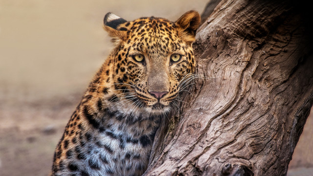 Leopard tree trunk serious animal free wallpaper for desktop - medium preview image