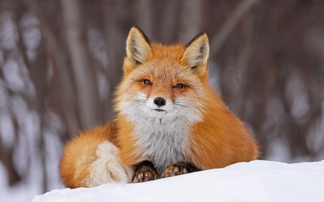 Red fox snow lying blurry free wallpaper for desktop - medium preview image