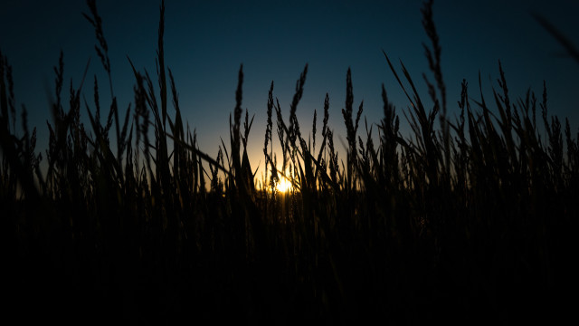 Sunset tallgrass darksky fullmoon clouds free wallpaper for desktop - medium preview image