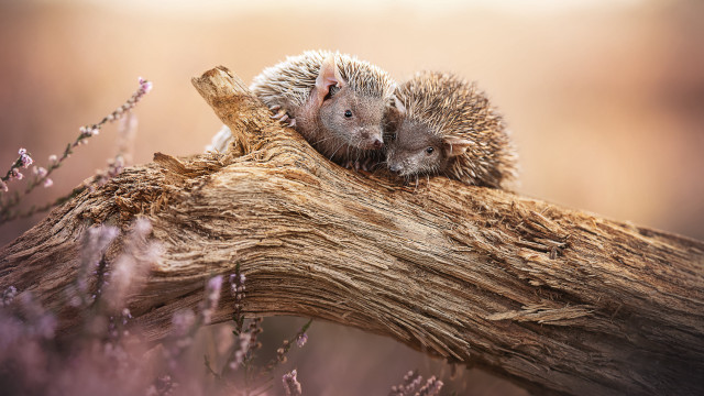 Hedgehogs cuddle lavender field sunset free wallpaper for desktop - medium preview image