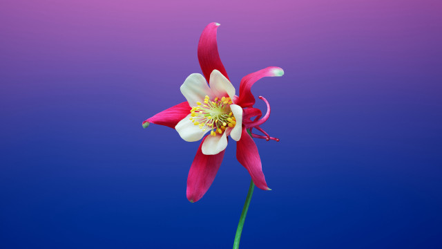 White flower blue pink background free wallpaper for desktop - medium preview image