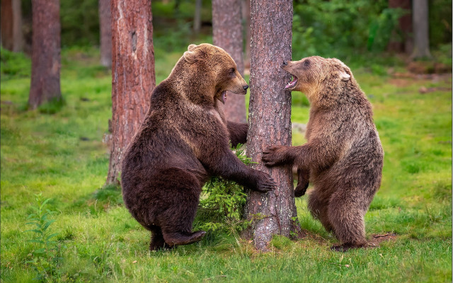 Brownbears playing woods nature outdoors free wallpaper for desktop - medium preview image