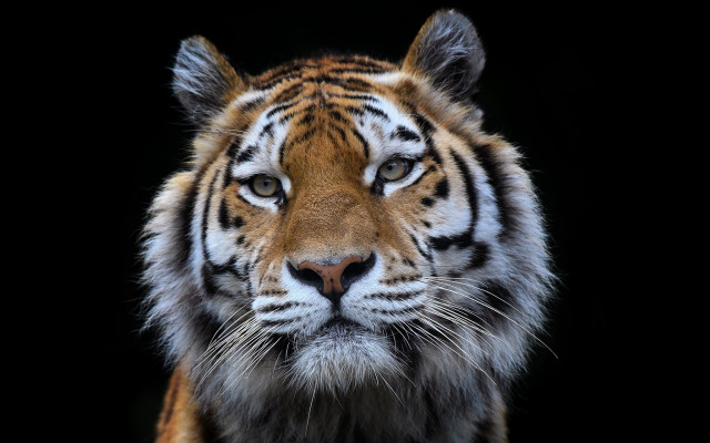 Tiger closeup blackbackground davidimms wildlife free wallpaper for desktop - medium preview image