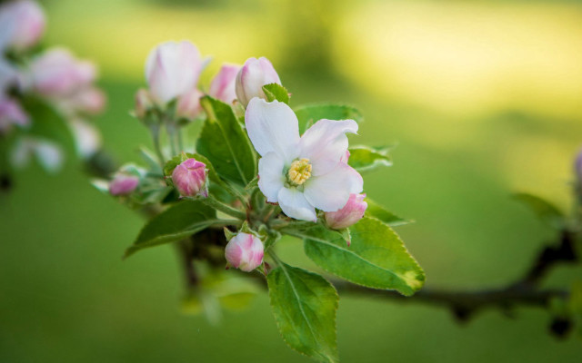 Pink flower lily bloom field free wallpaper for desktop - medium preview image