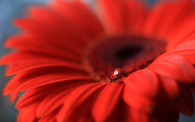 Ladybug redflower bluebackground macro blurry free wallpaper for desktop - medium preview image