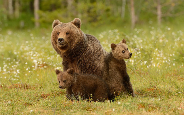 Mother bear cubs autumn field free wallpaper for desktop - medium preview image