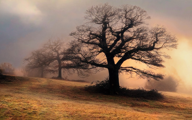 Tree fog sunbeam nature matte free wallpaper for desktop - medium preview image