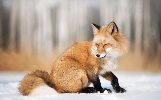 Fox sitting snow closed eyes free wallpaper for desktop - medium preview image