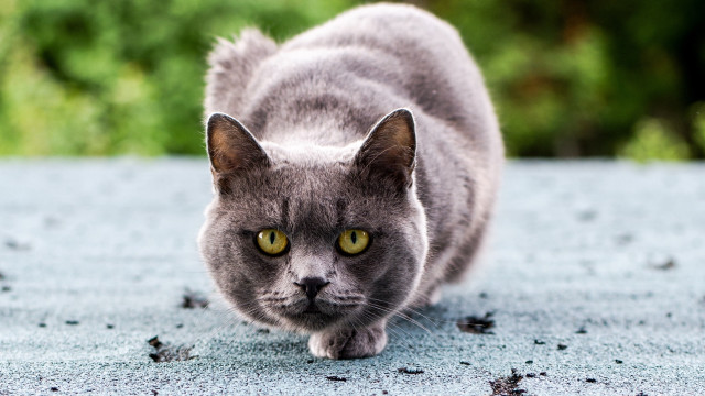 Cat blue surface green eyes free wallpaper for desktop - medium preview image